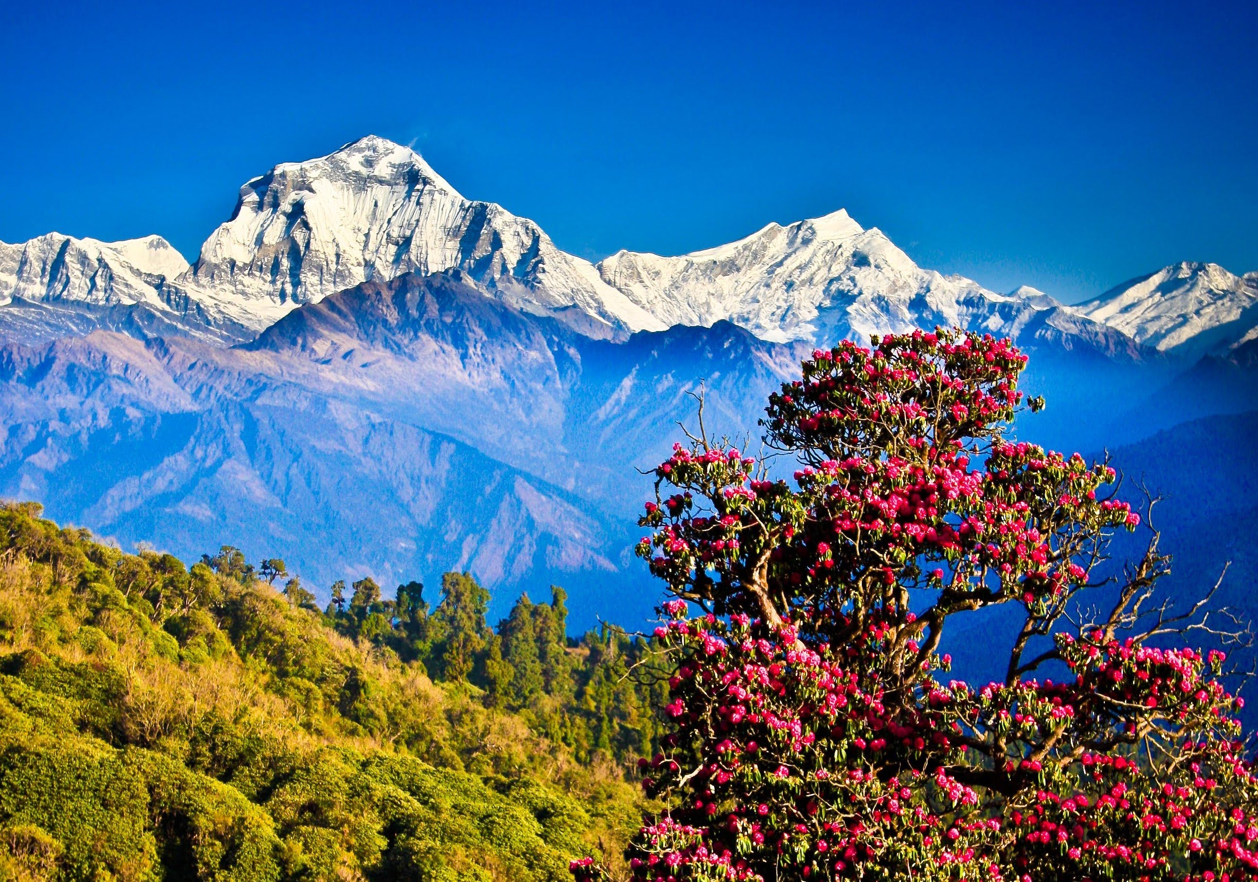 Himalayan Adventure in Nepal