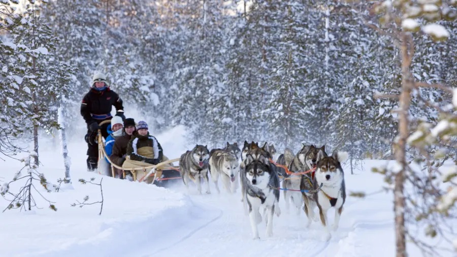 Husky Farm