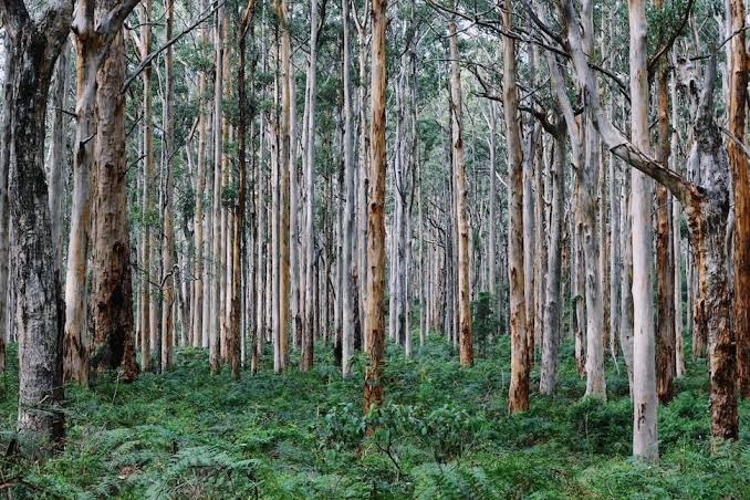 Karri Forests