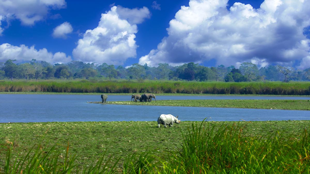 Assam Tours