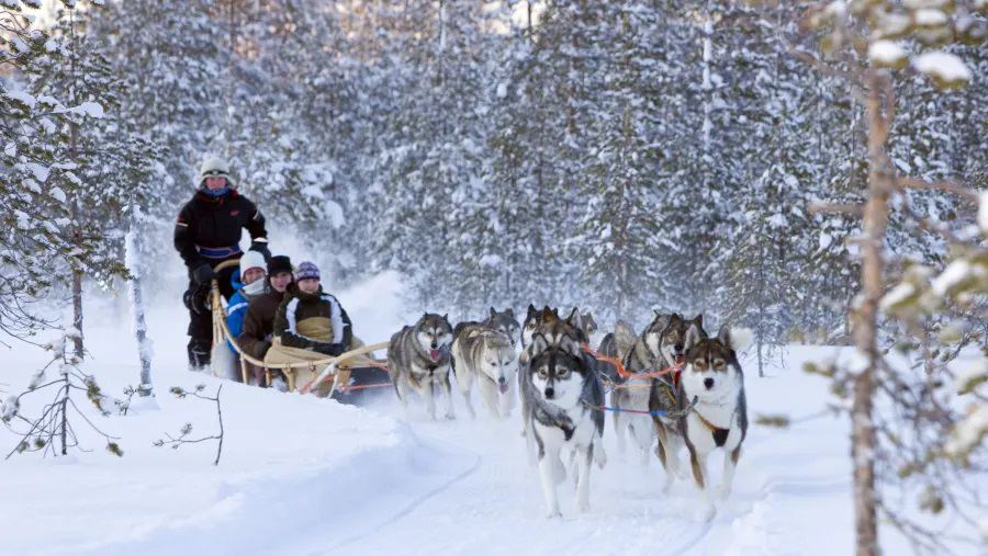 Husky Farm