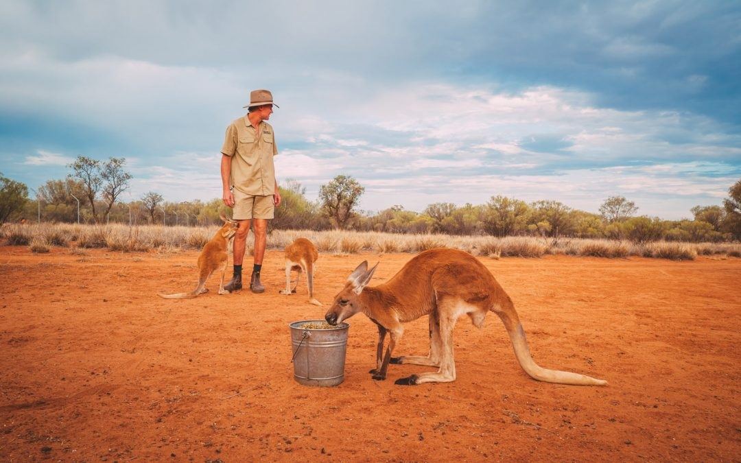 Kangaroo Sanctuary