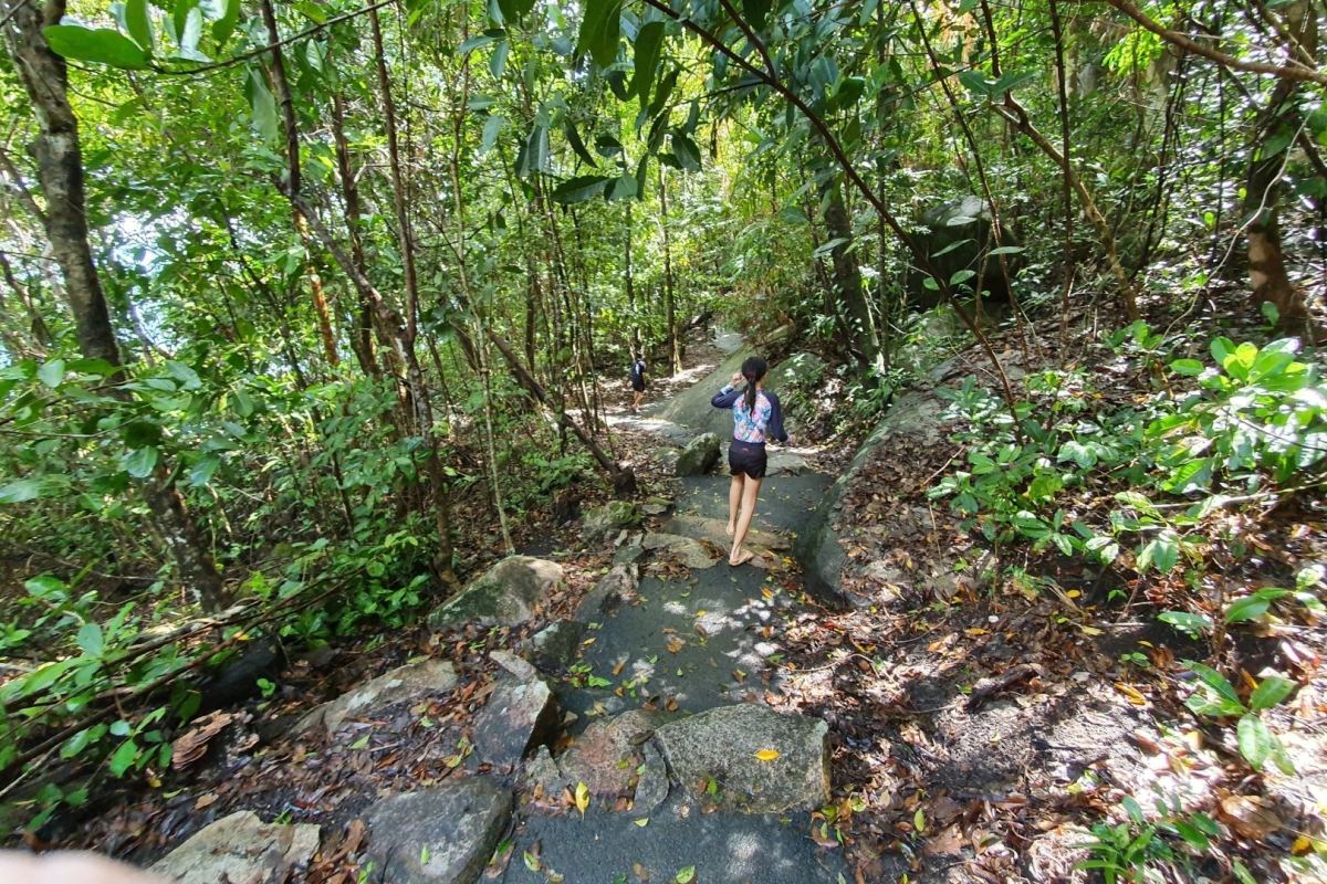 Rainforest Walk