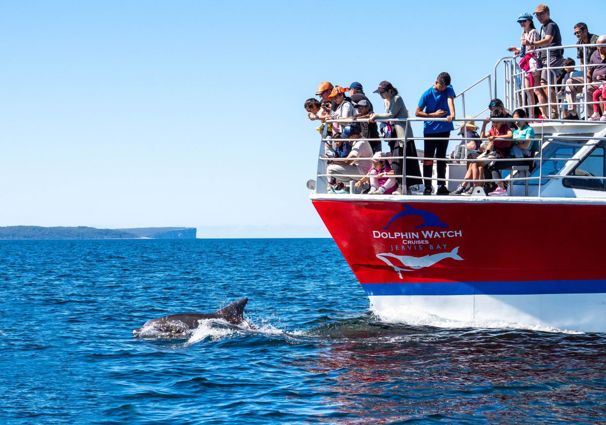 Dolphin Watching Cruise