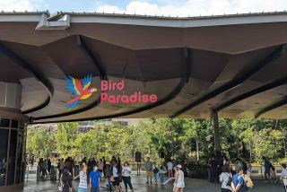 Bird Paradise