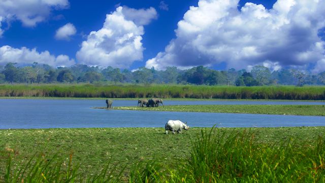 Assam Wildlife Adventure - Guwahati, India