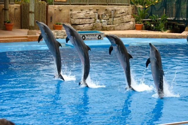 Dubai Dolphinarium in Dubai, United Arab Emirates