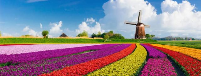 Keukenhof Tulip Gardens in Amsterdam, Netherlands