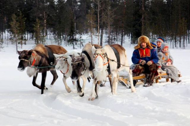 Reindeer Farm in Murmansk, Russia