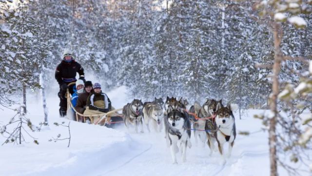 Husky Farm in Murmansk, Russia