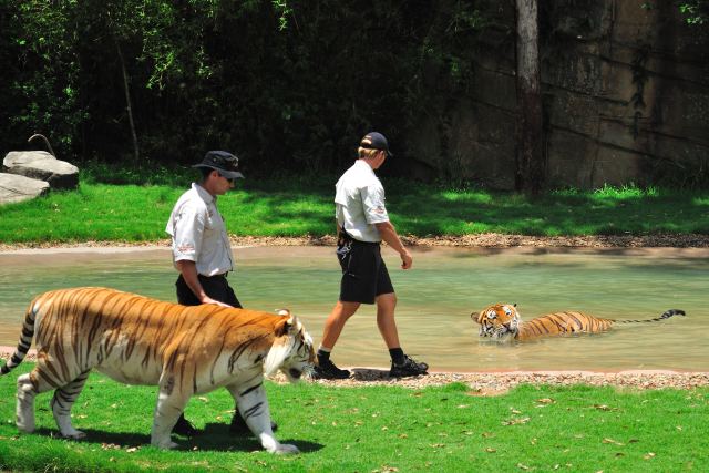 Tiger Island in Gold Coast, Australia
