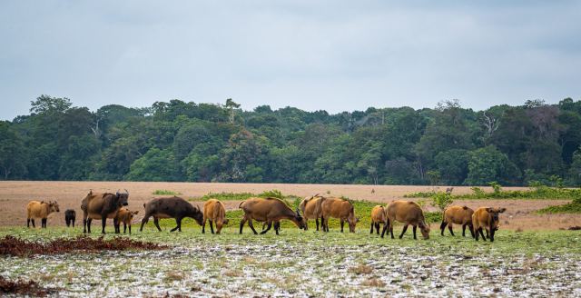Gabon Visa