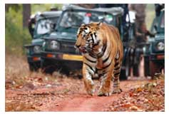 Ranthambhore Tour